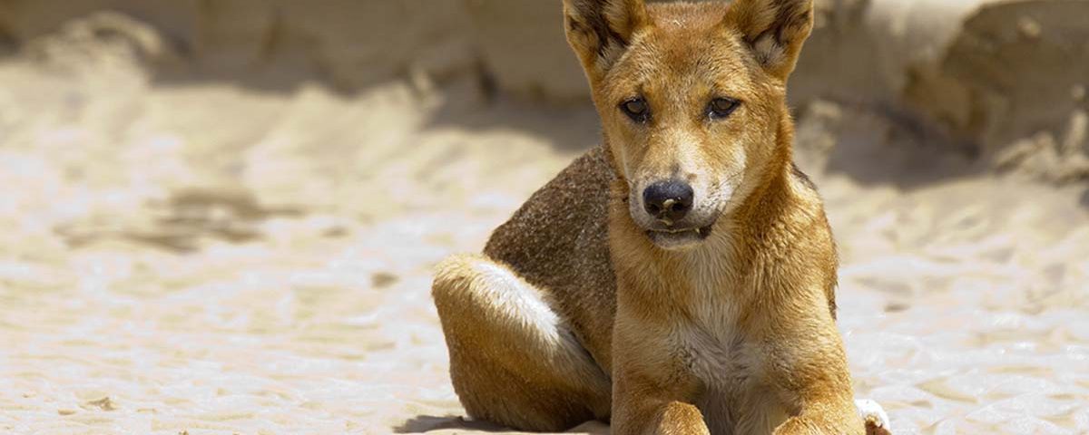 are dingoes a pest