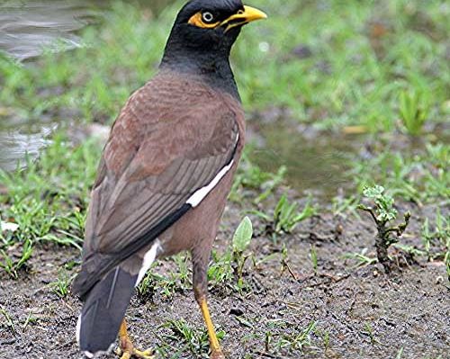 Indian myna,  not to be confused with a