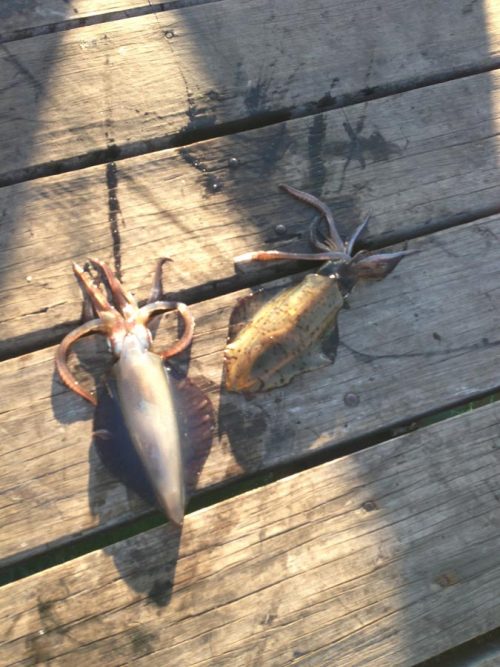 Catching jetty squid Great Australian Outdoors