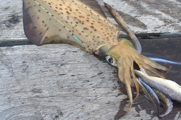 A good-sized squid taken from the jetty using a teaser bait.