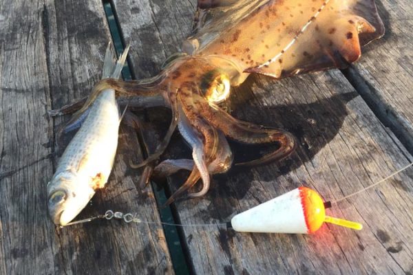 A winter squid caught from the jetty using a teaser bait under a float.
