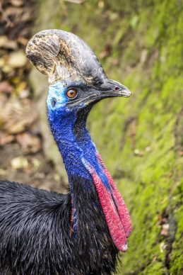 An adult southern cassowary displays distinctive black plumage, a tall casque, bright colours and dangling red wattles.