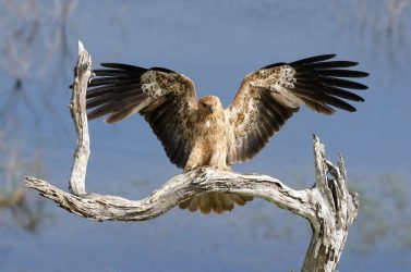 A whistling kite lands on a dead branch.